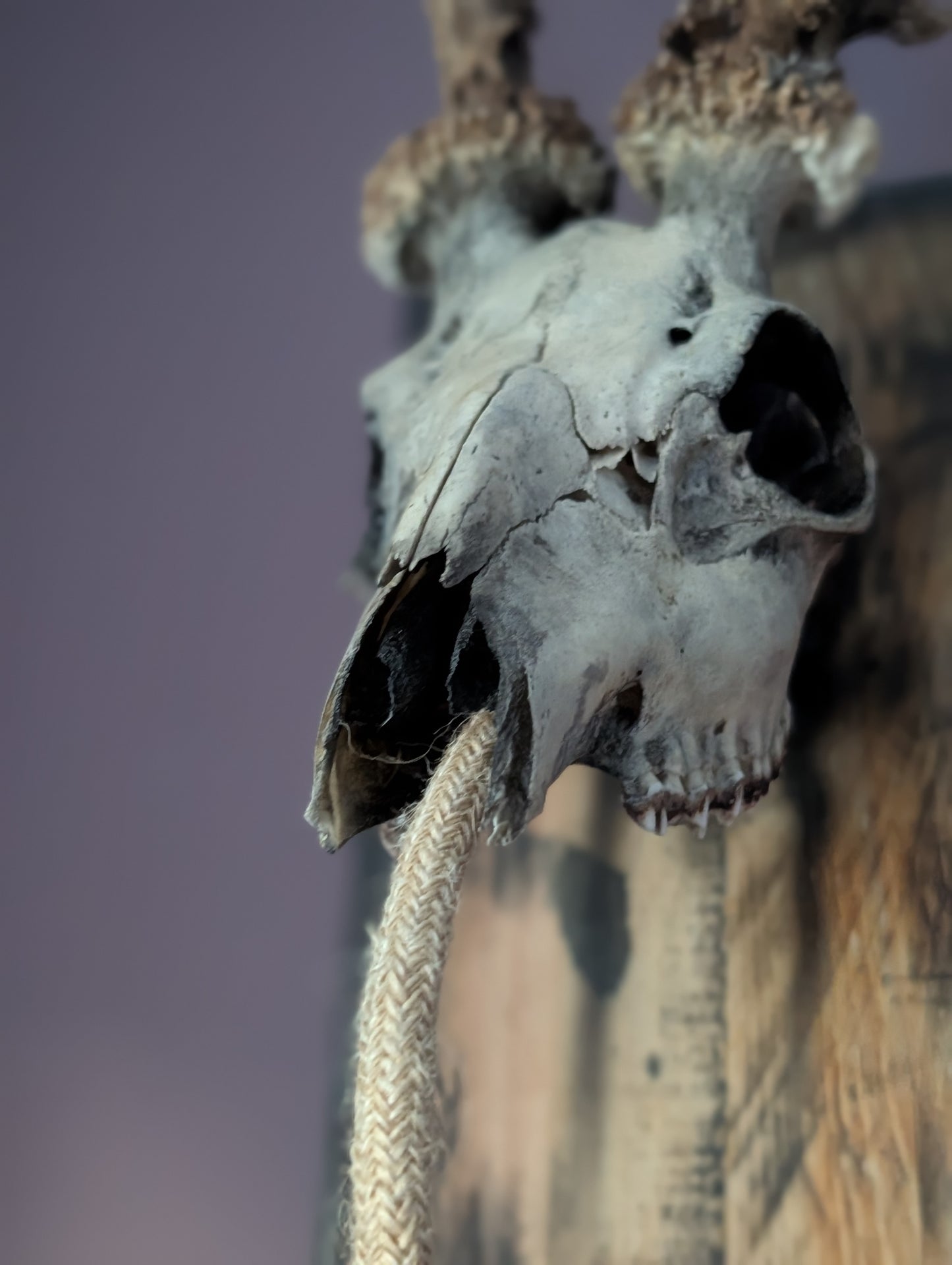 Deer Skull Light